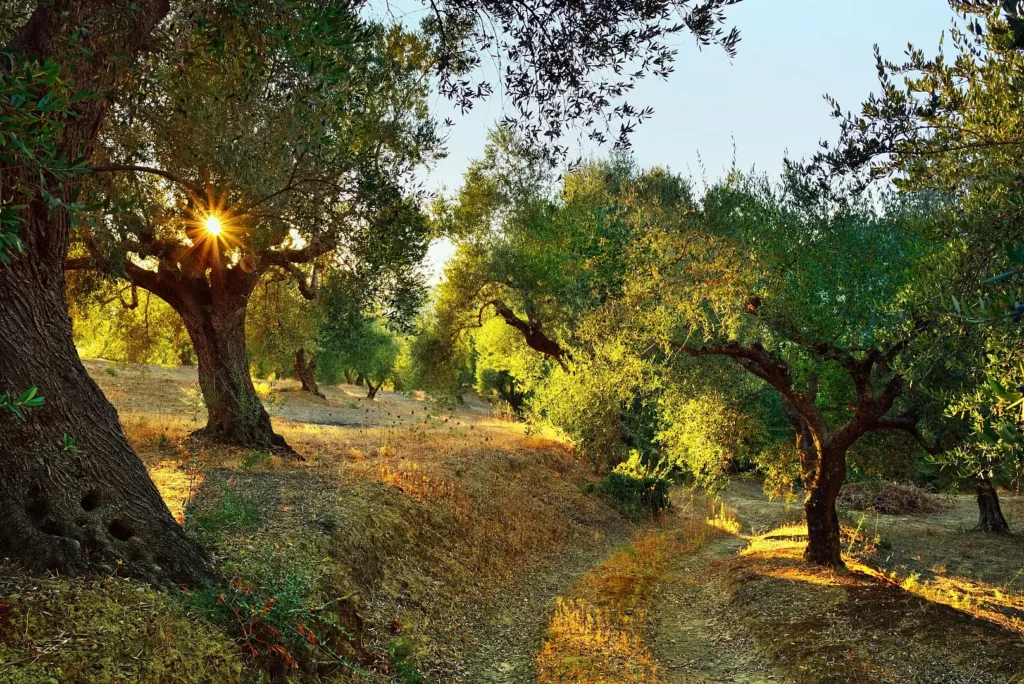 Olive Trees: Source of Health, and Pillar of Sustainability Olive Trees: Source of Health, and Pillar of Sustainability